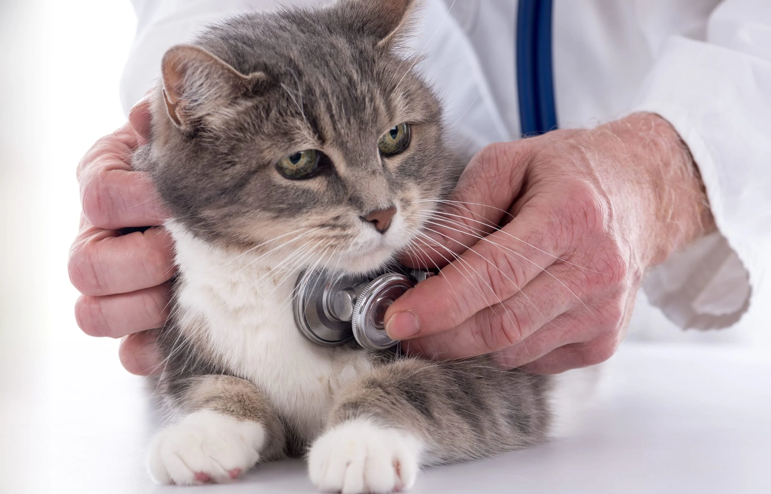 vet examining using stethescope