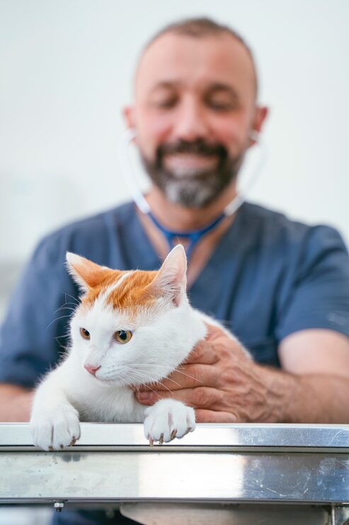 vet health check cat