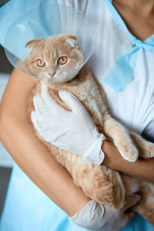 vet holding a cat