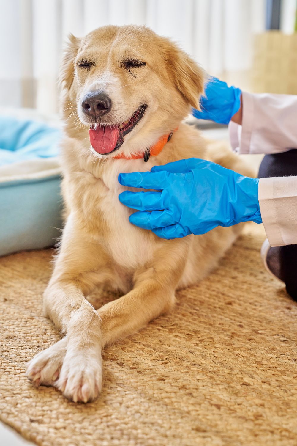 vet holding a dog