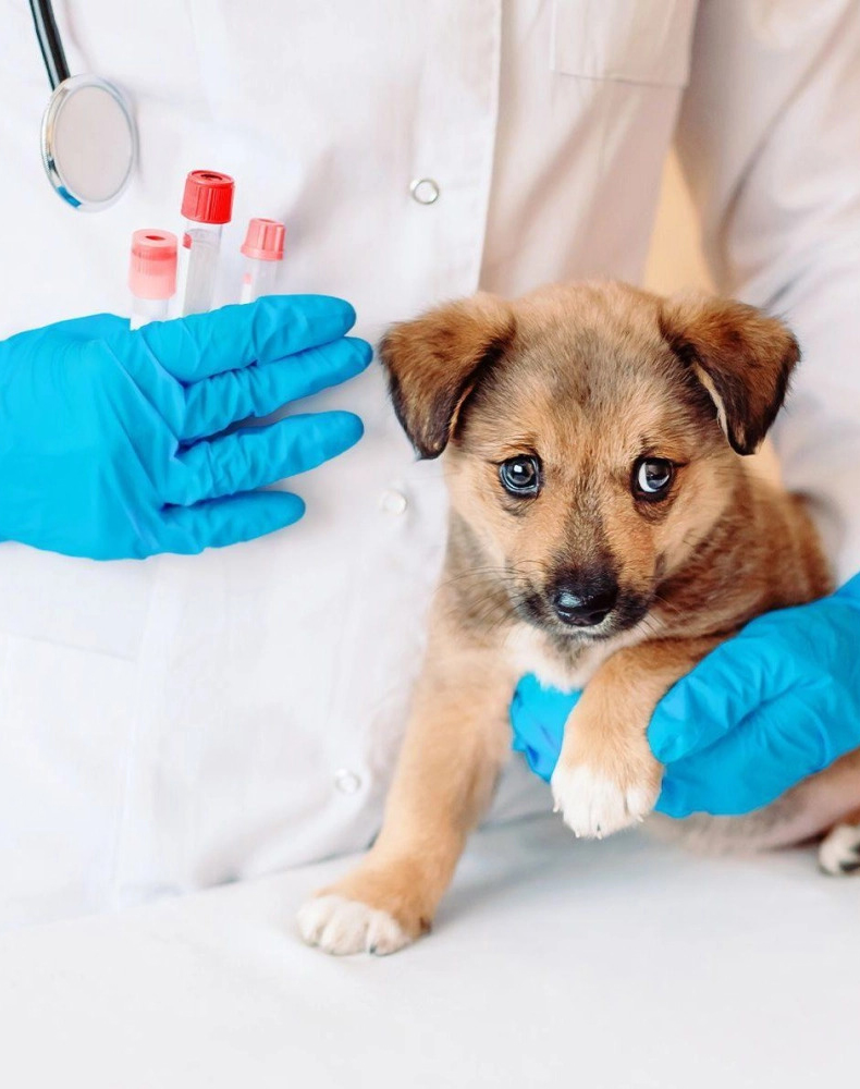 vet holding a puppy while preparing blood sample tubes for diagnostic testing