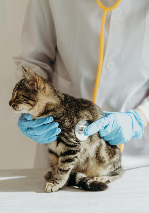 vet listen heartbeat using stethescope