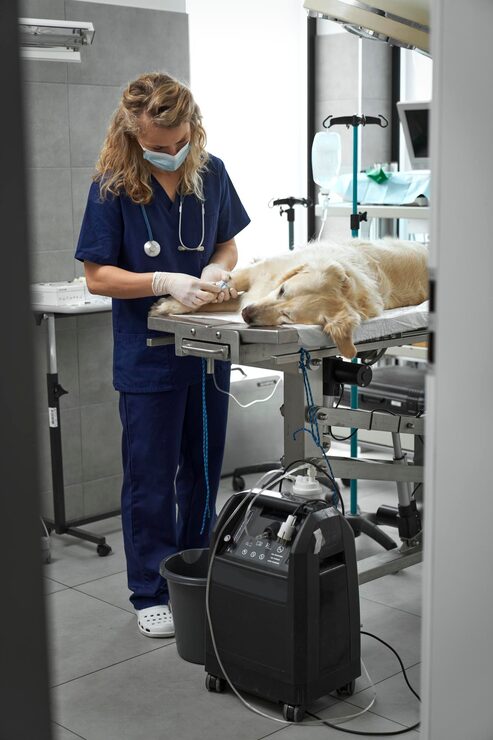 vet preparing dog surgery at hospital