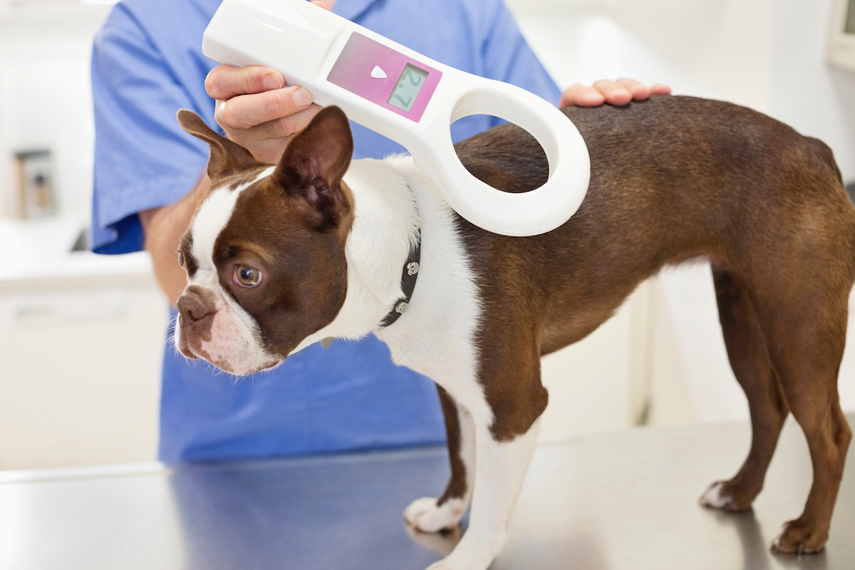 vet scanning a dog with a handheld microchip scanner