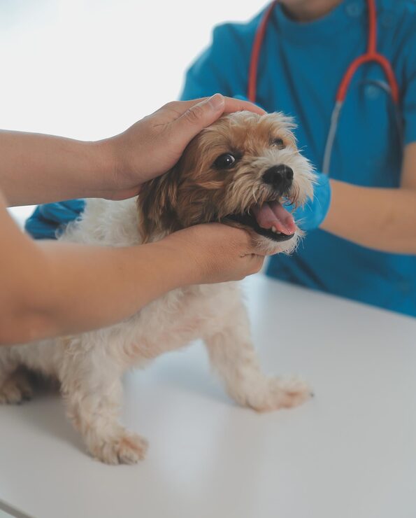 veterinarian hands checking dog by stethoscope