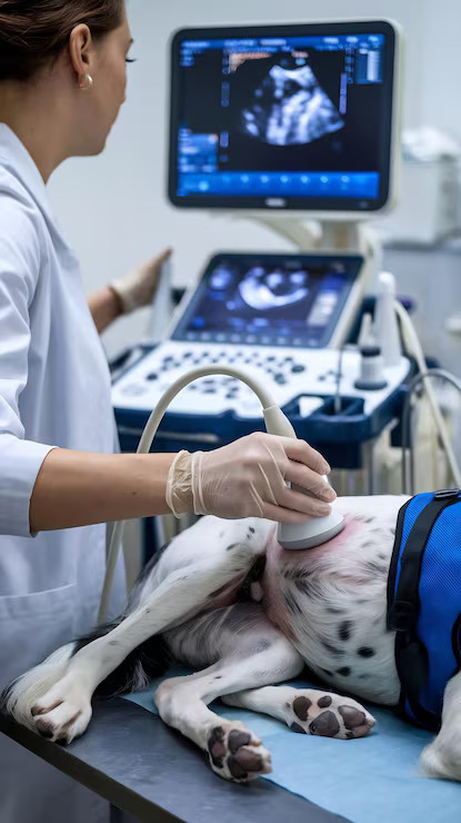 veterinarian performing dog ultrasound