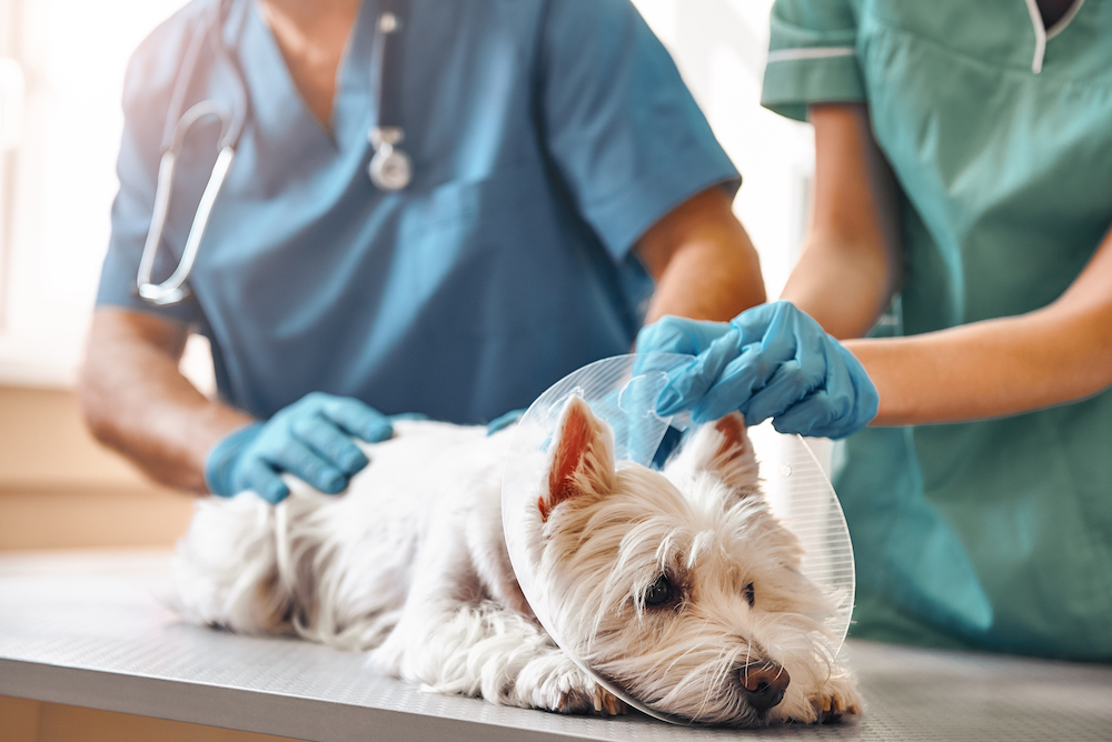 vets examining a dog wearing a protective cone