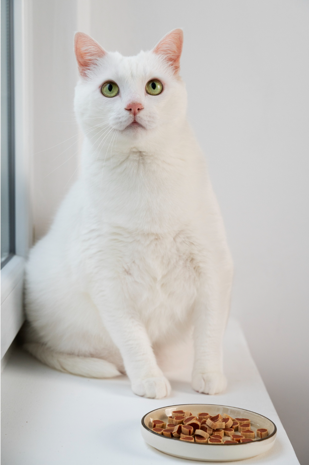 white cat standing front bowl with cat food