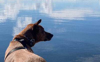 The Dog Days of Summer: 8 Things Your Pet Wants You to Know