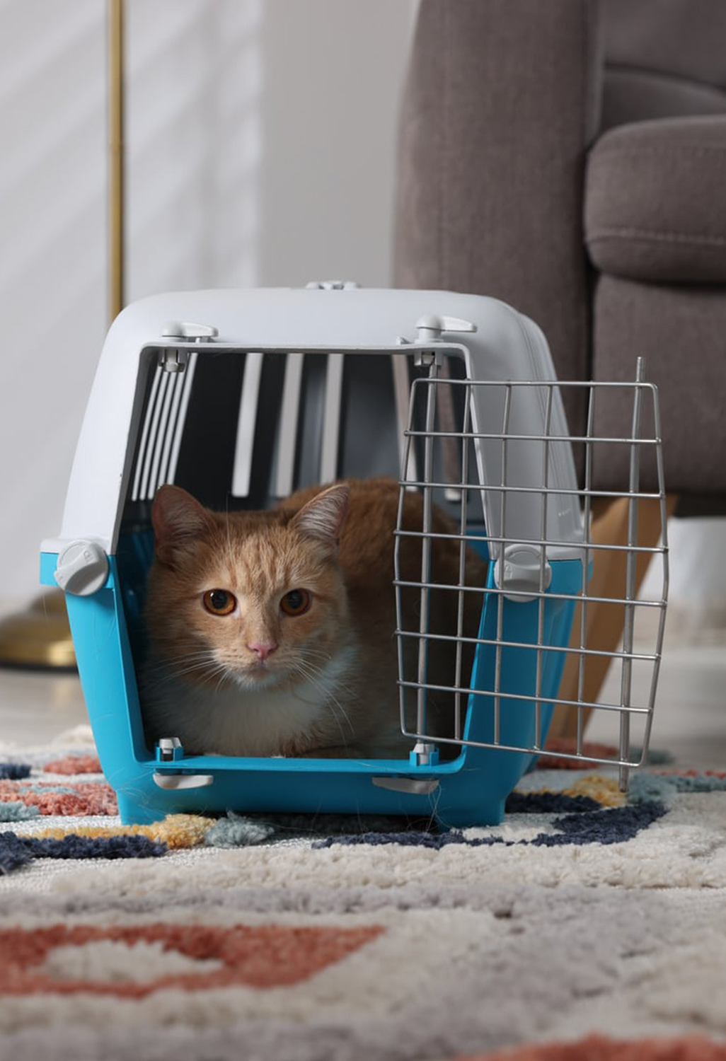 cat in a carrier