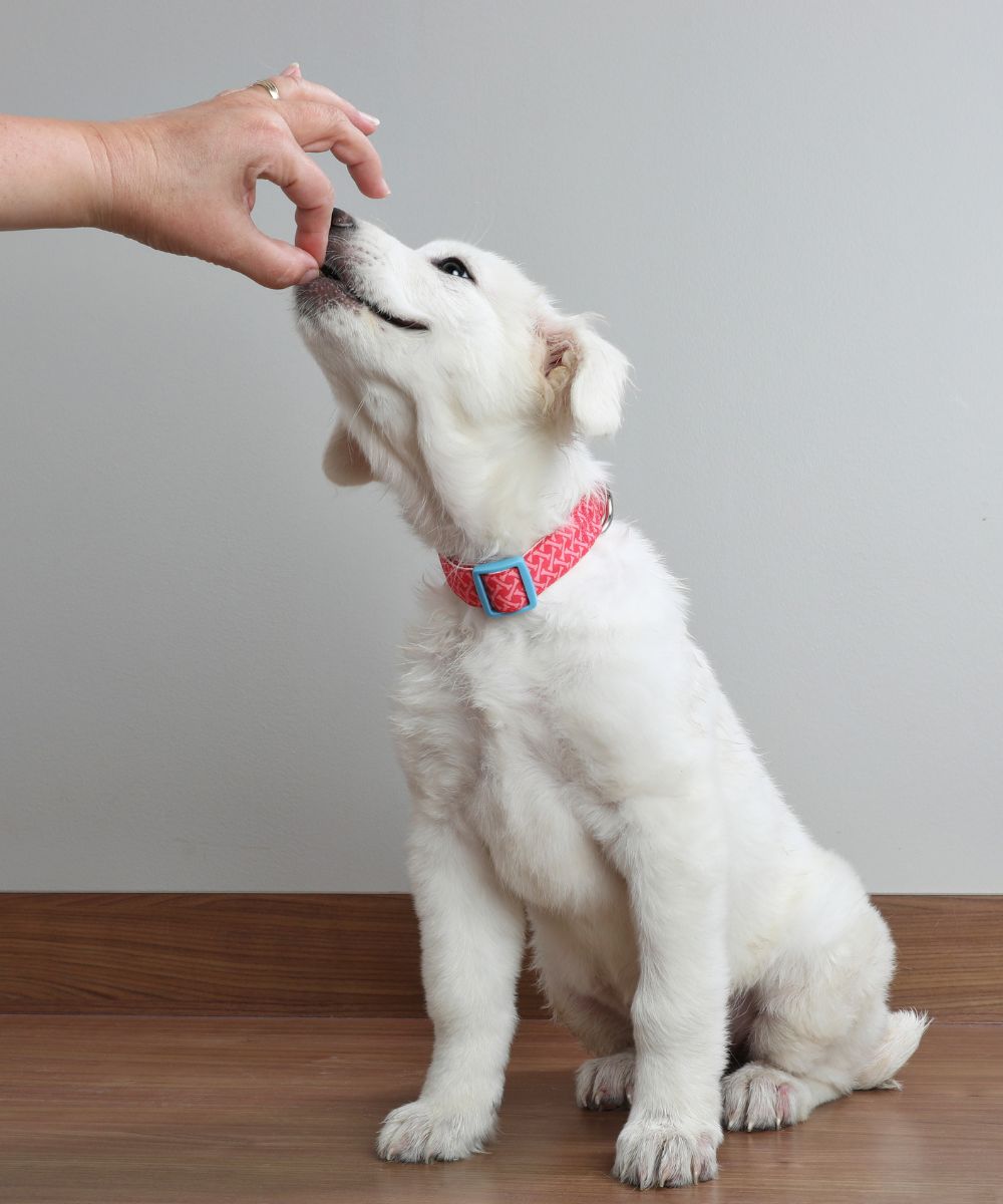 dog getting a medication