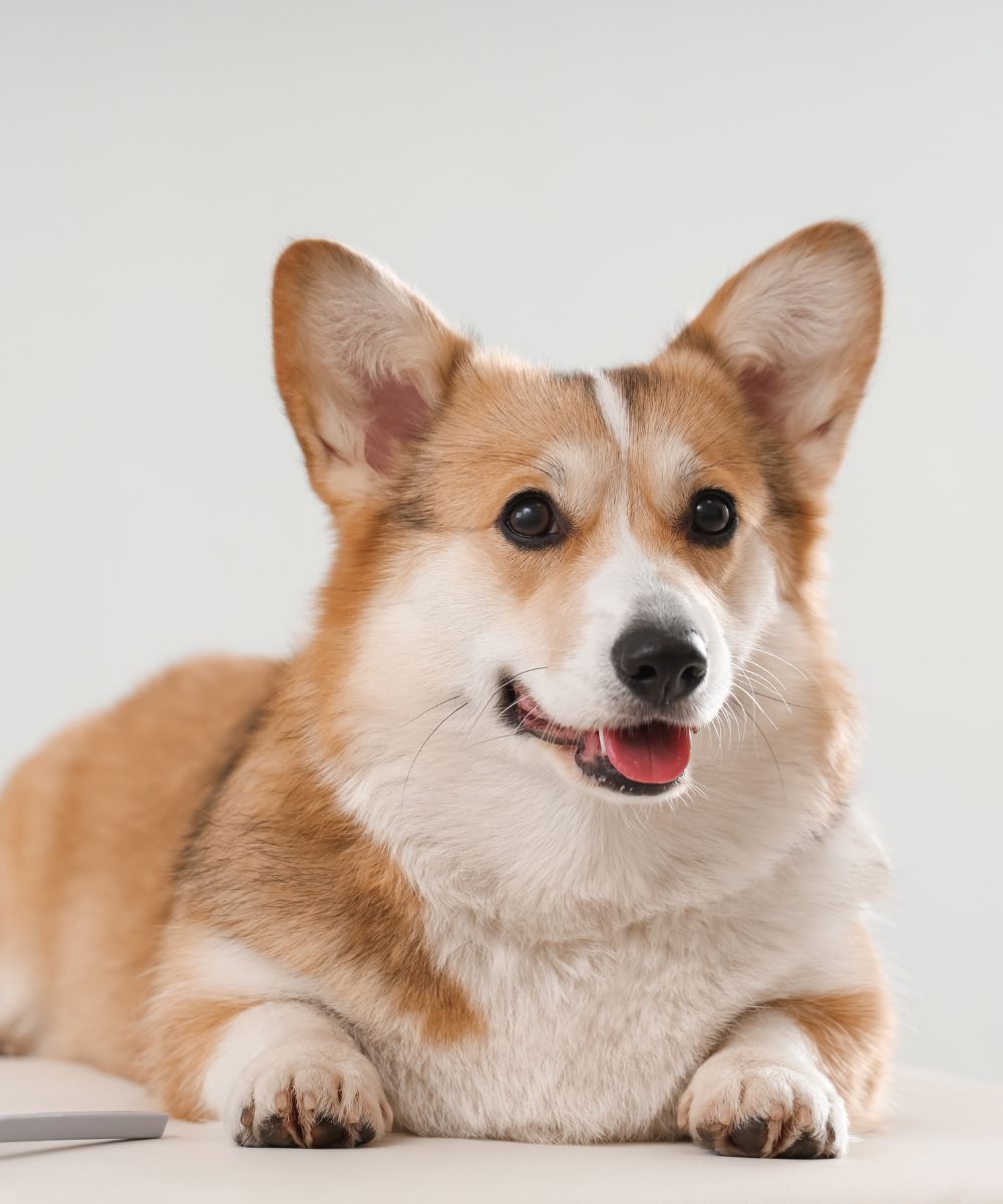 dog sitting on the table