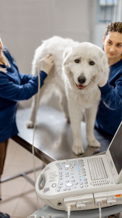 dog undergoing an ultrasound scan by two vets