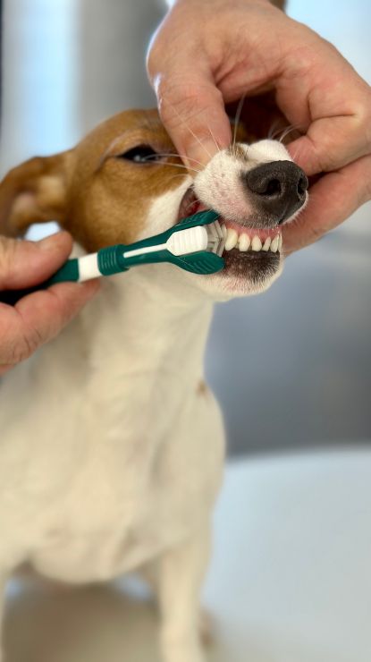 person cleaning a dog teeth