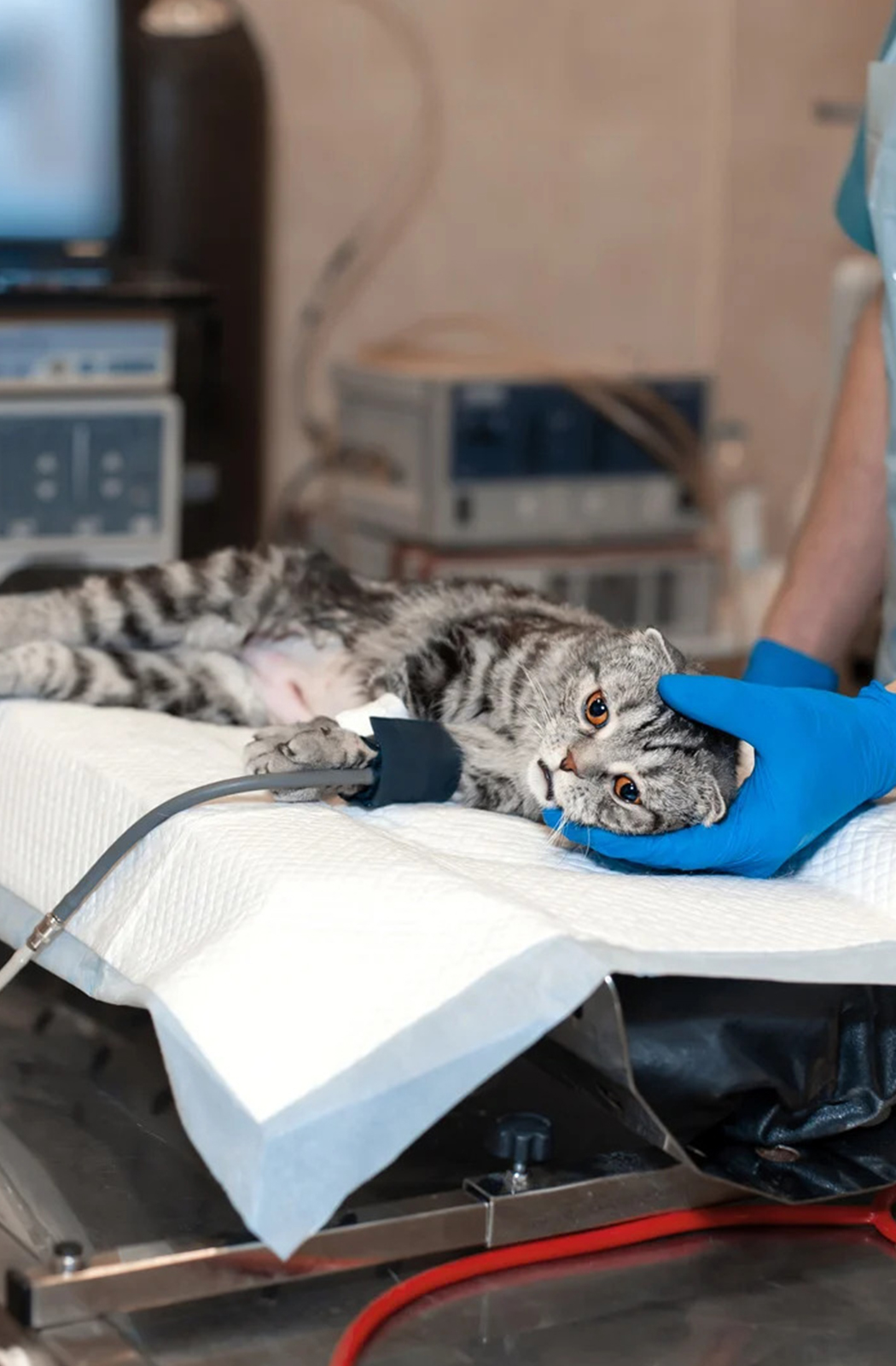 vet holding a cat's head on an examination table