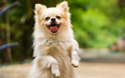 Tricks, Treats & Turkey: A Pet-Friendly Guide to Fall