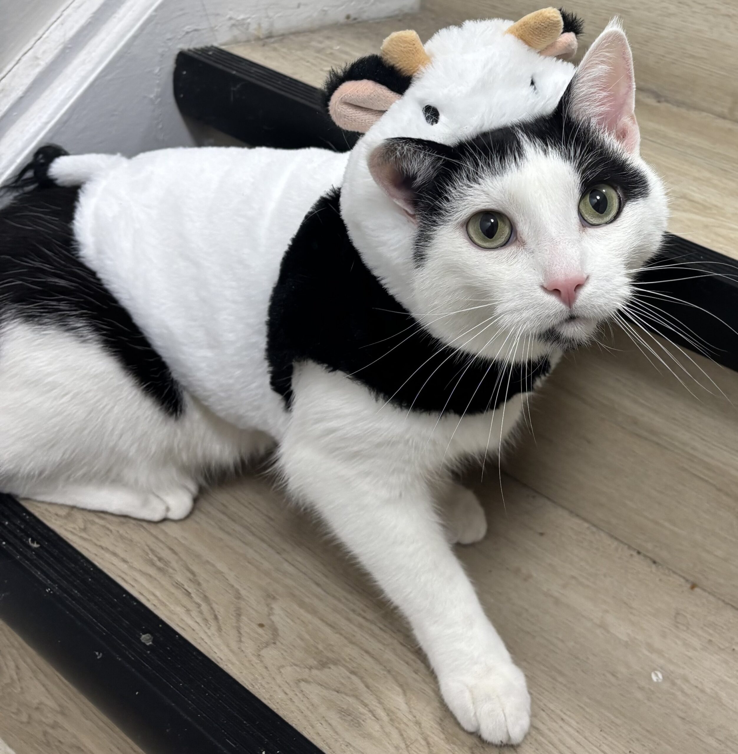 A curious black-and-white cat lies on a wood floor