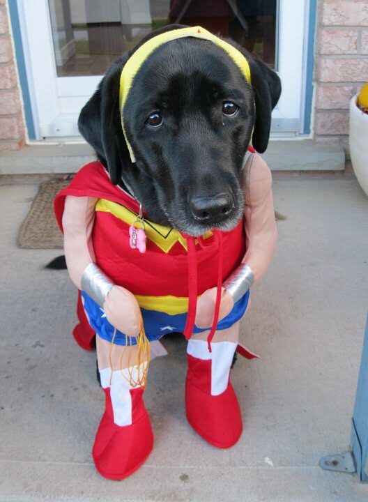 A black Labrador in a bright red Wonder Woman costume