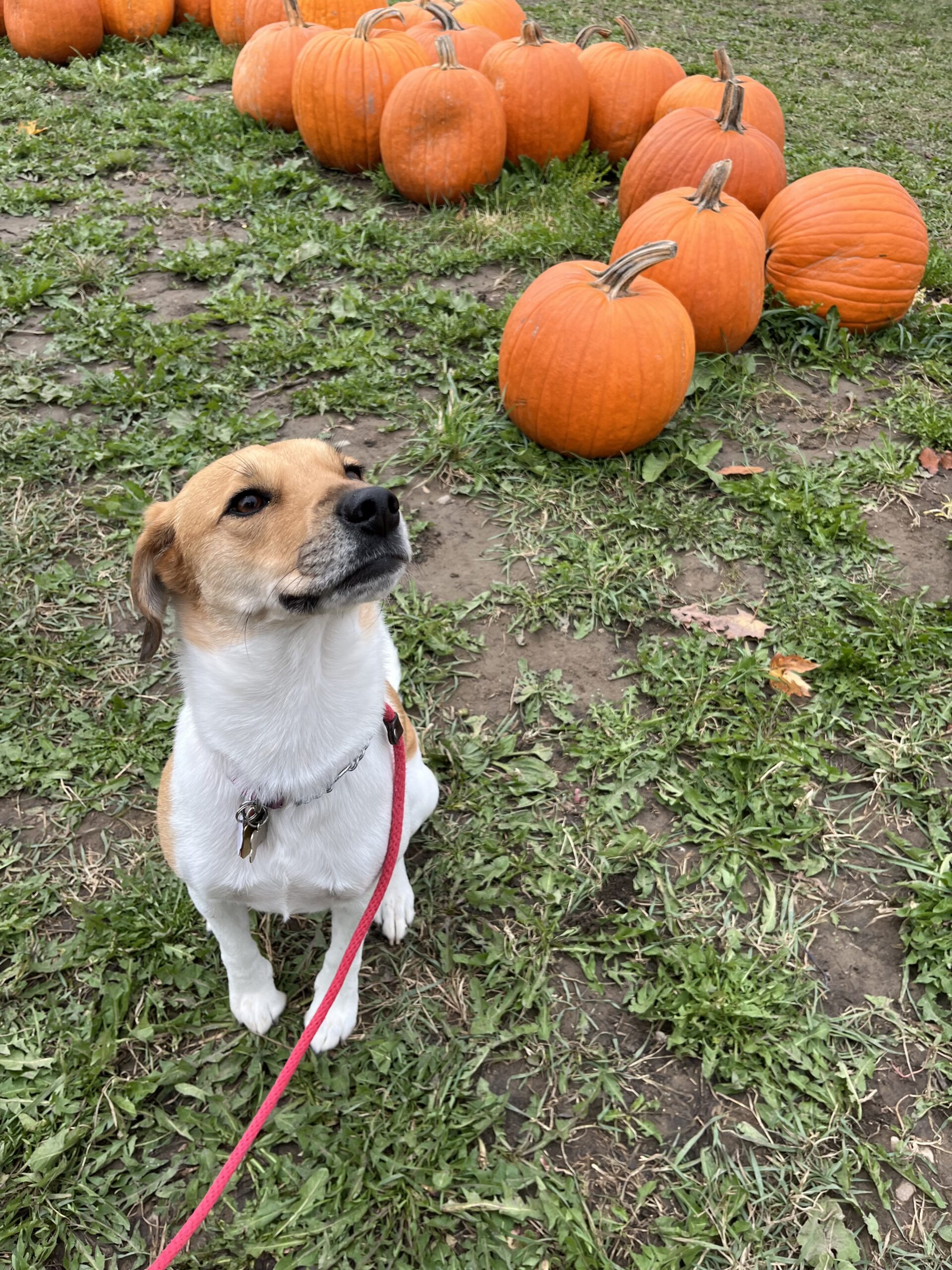 a dog sitting on a grass